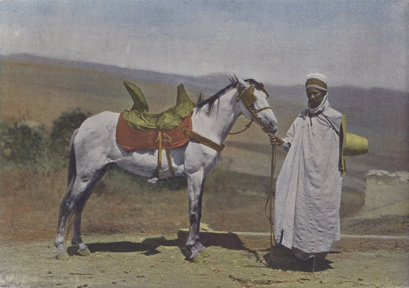 Arabský kůň (barevné foto) od (after) French Photographer