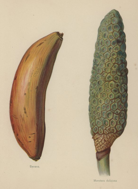 Banán, Monstera deliciosa od English School