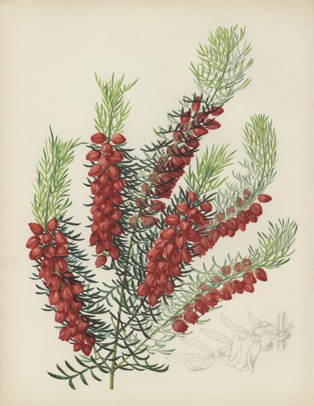 Boronia Elatior od English School