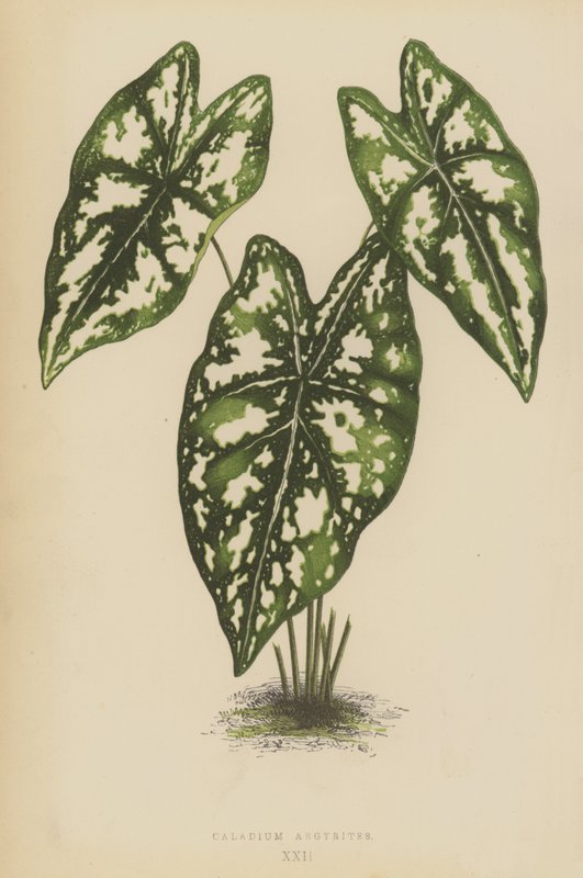 Caladium Argyrites od English School