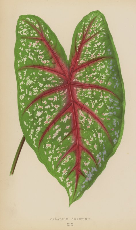 Caladium Chantinii od English School