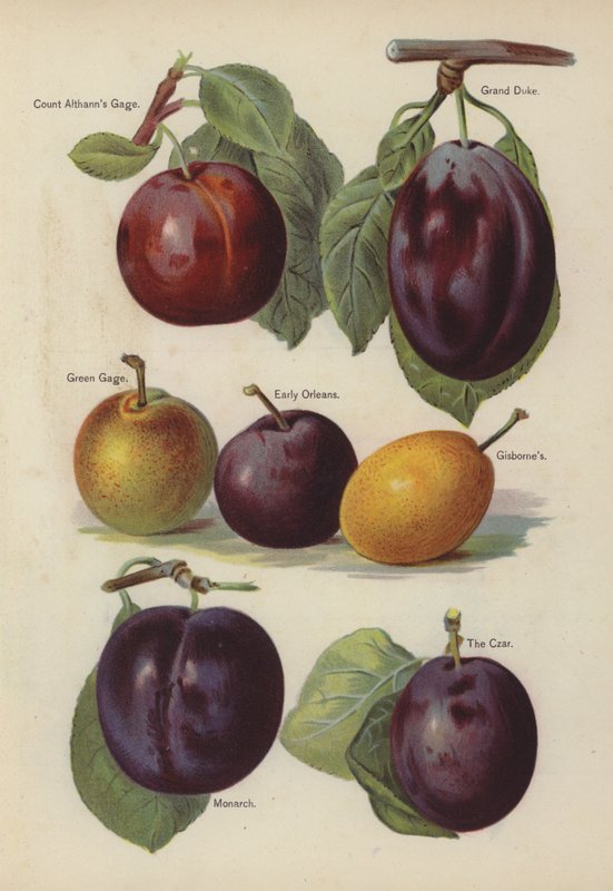 Count Althanns Gage, Grand Duke, Green Gage, Early Orleans, Gisbornes, Monarch, Car od English School