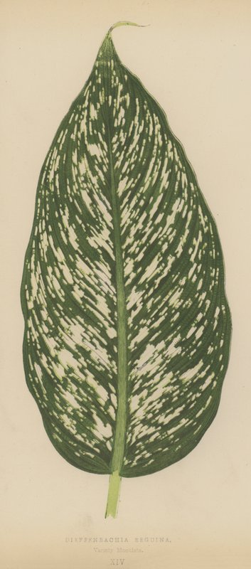 Dieffenbachia Seguina, odrůda Maculata od English School
