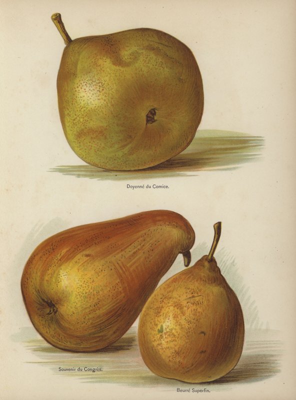 Doyenne du Comice, Souvenir du Congres, Superfine Butter od English School