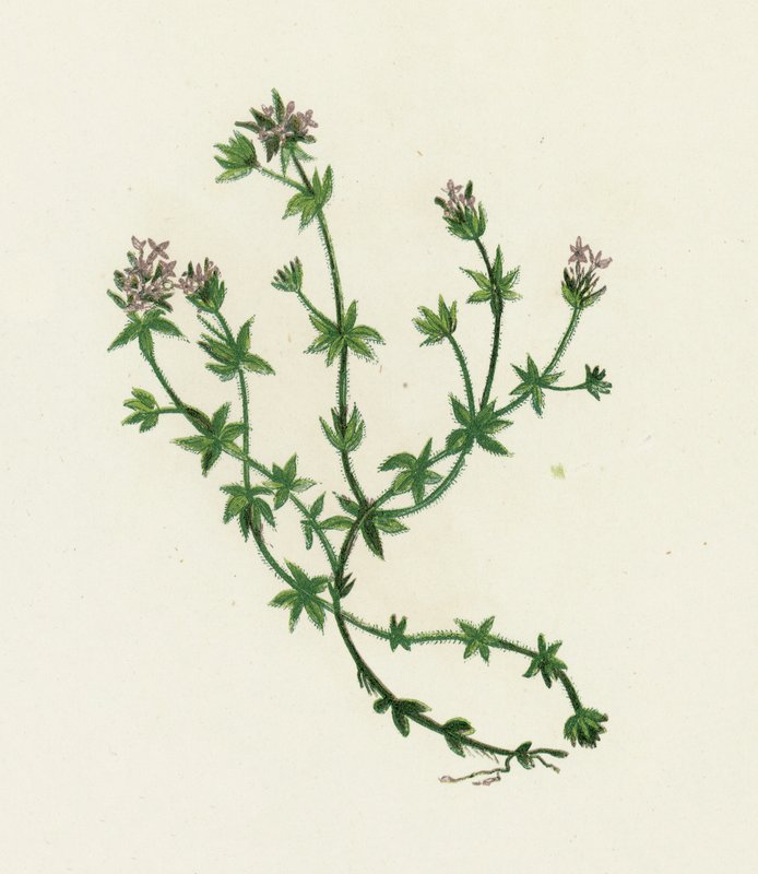 Field Madder, Sherardia Arvensis od English School