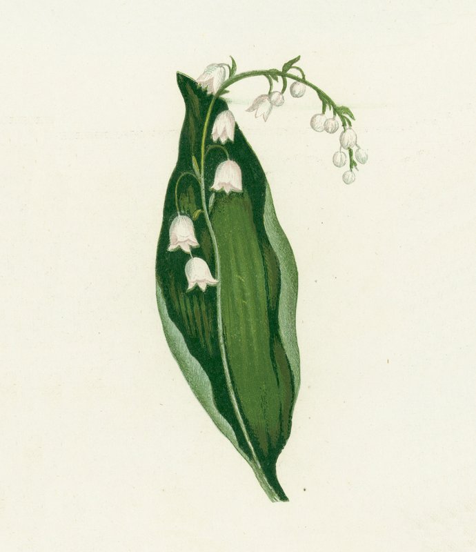 Konvalinka, Convallaria Majalis od English School