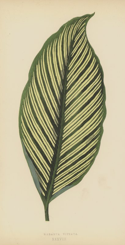 Maranta Vittata od English School