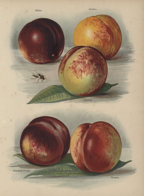 Milton, Goldoni, Victoria, Stanwick Elruge, Newton od English School