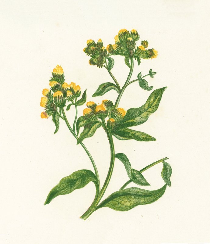Poughmans Spikenard, Inula Conyza od English School