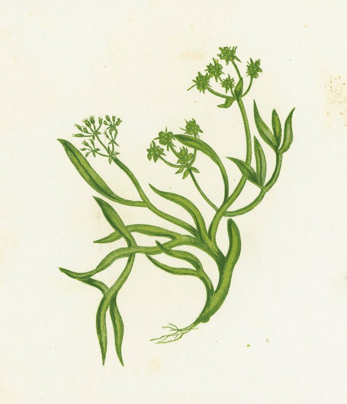 Samphire, Crithmum Maritimum od English School