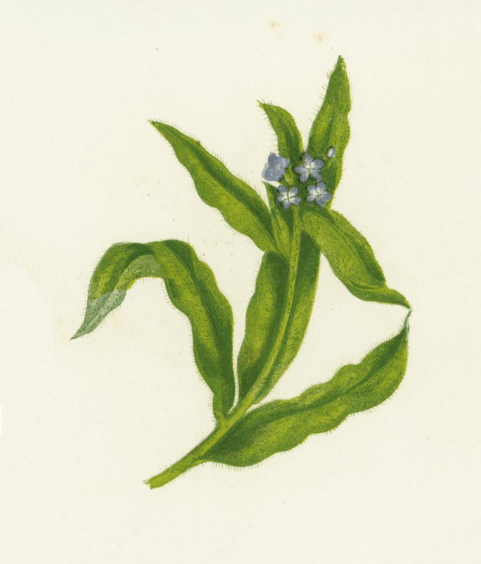 Malý Bugloss, Lycopsis Arvensis od English School
