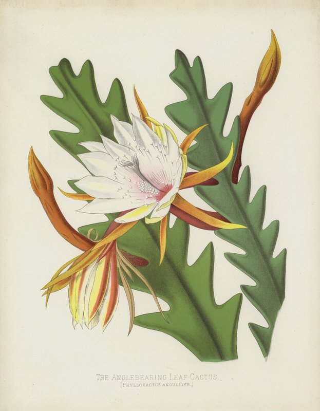 The Anglebearing Leaf-Cactus, Phyllocactus Anguliger od English School