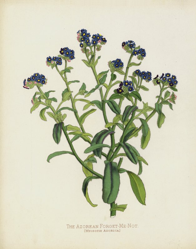 Azorská pomněnka, Myosotis Azorica od English School