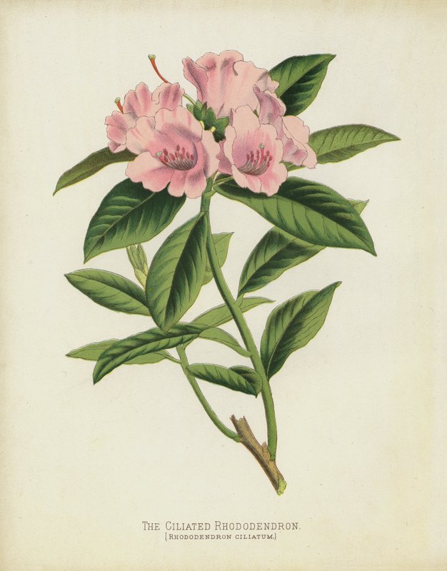 Rhododendron řasnatý, Rhododendron Ciliatum od English School