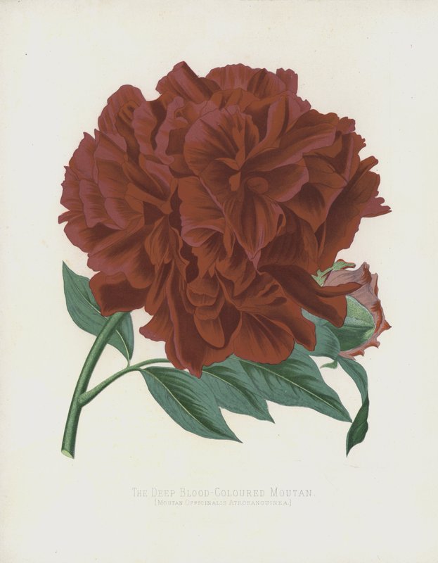 Moutan tmavě krvavý, Moutan Officinalis; Atrosanguinea od English School