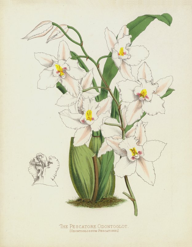 Rybář Odontoglot, Odontoglossum Pescatorei od English School