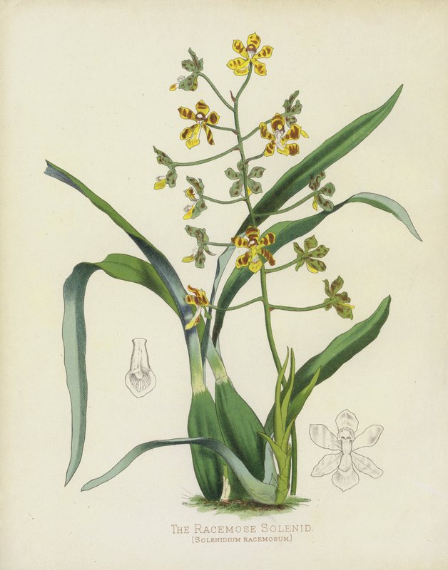 Racemose Solenid, Solenidium Racemosum od English School