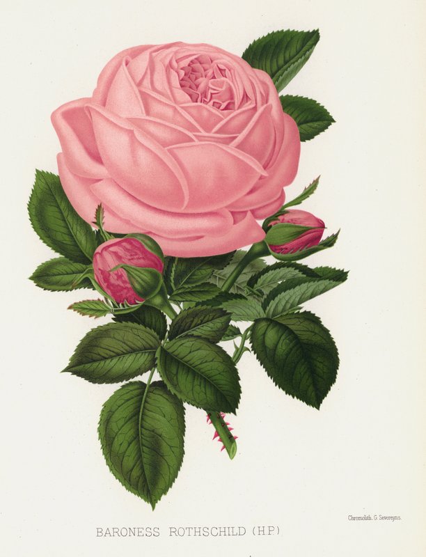 Růžová zahrada: Baronka Rothschild, HP od English School