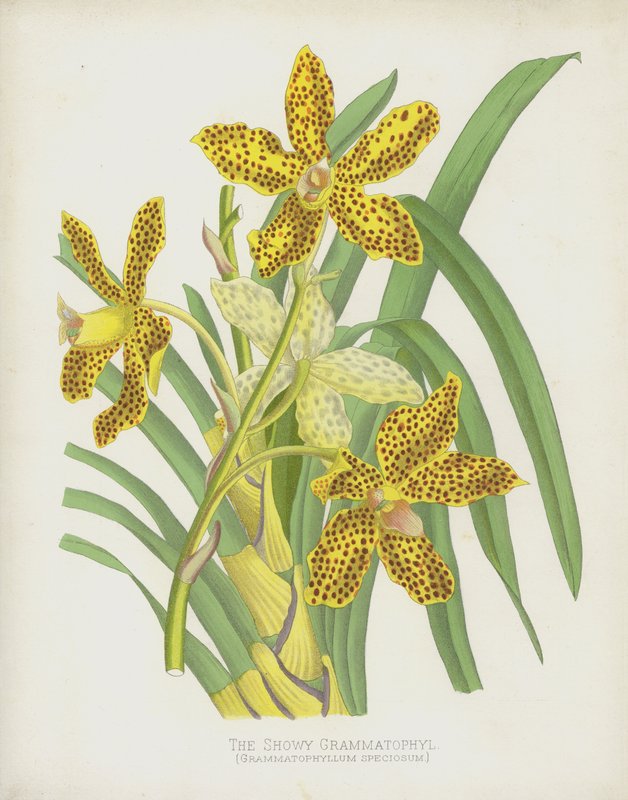 The Showy Grammatophyl, Grammatophyllum Speciosum od English School