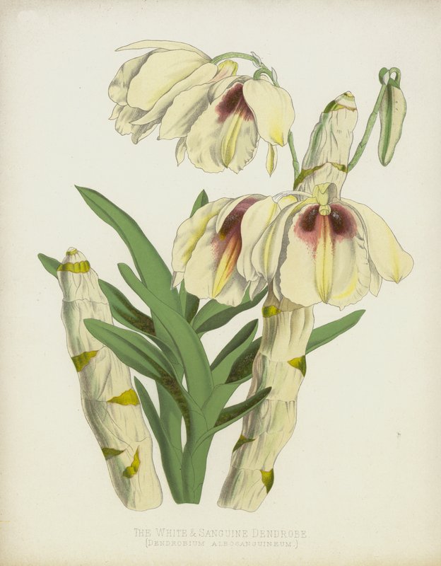 Dendrobe bílý a sangvinický, Dendrobium Albosanguineum od English School