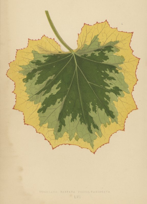 Tussilago Farfara Leaf-Variegata od English School