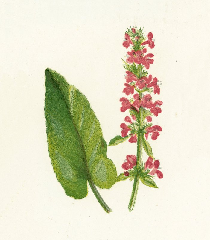 Dřevo Betony, Betonica Officinalis od English School