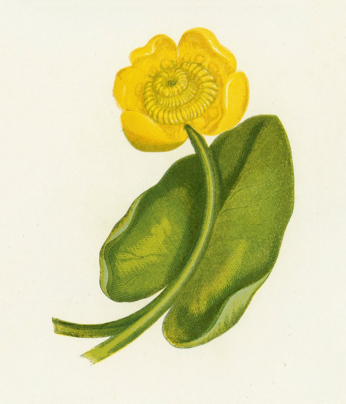 Leknín žlutý, Nuphar Lutea od English School