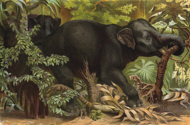 Indischer Elefant od European School
