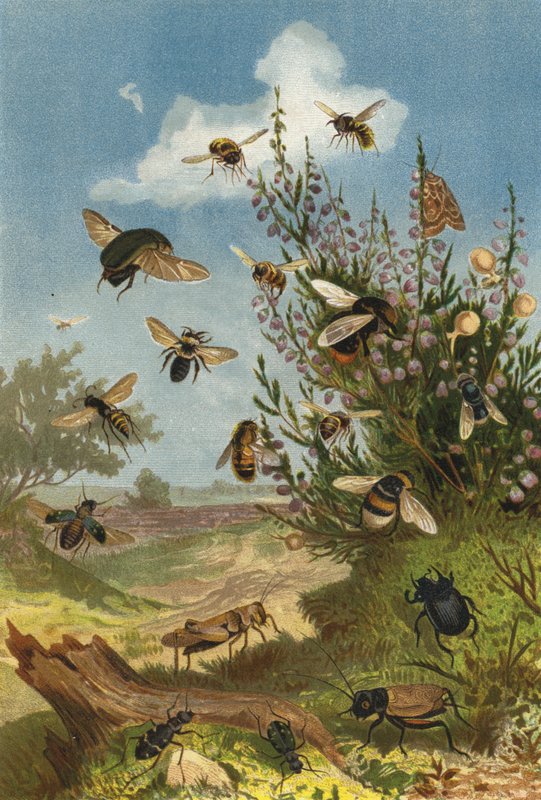 Insektenleben am Heidekraut od European School