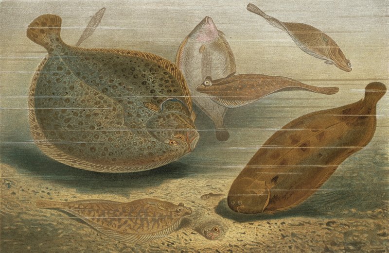 Plattfische od European School