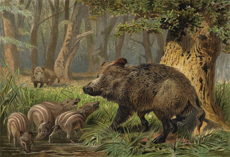 Wildschwein od European School