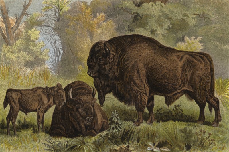 Wisent od European School