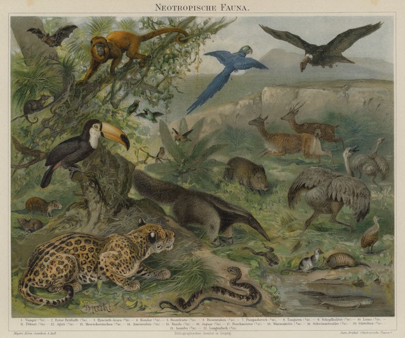 Neotropická fauna od German School