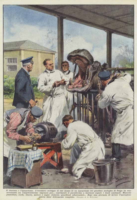 Zubař a hroch od Achille Beltrame