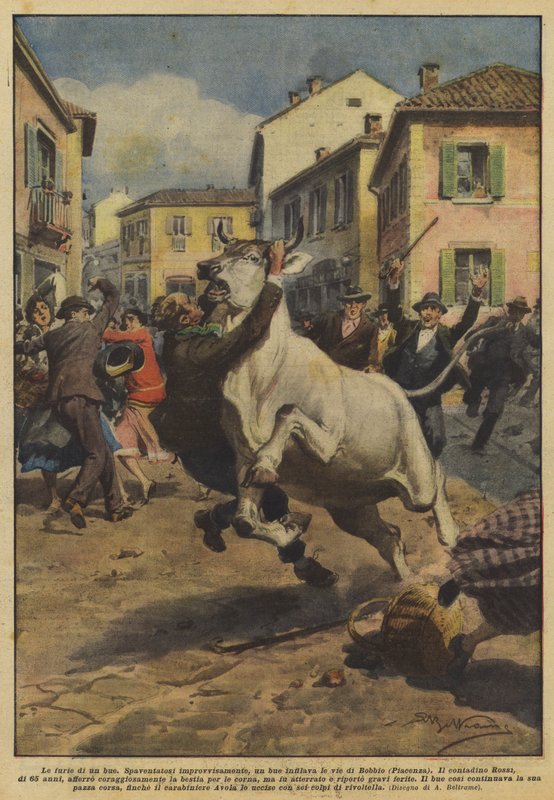 Zuřivost vola od Achille Beltrame