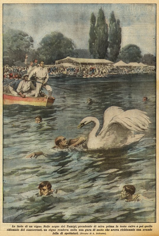 Zuřivost labutě od Achille Beltrame