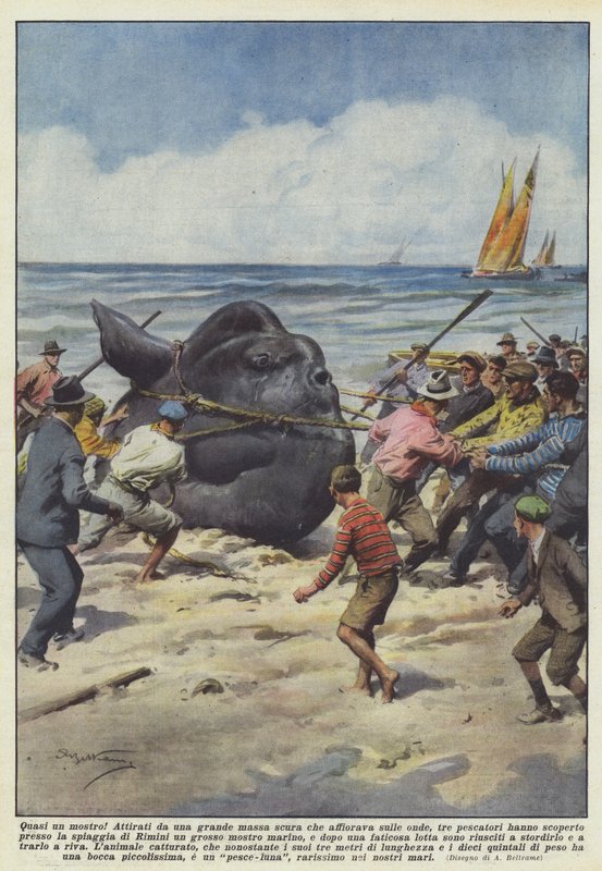 Téměř monstrum! od Achille Beltrame