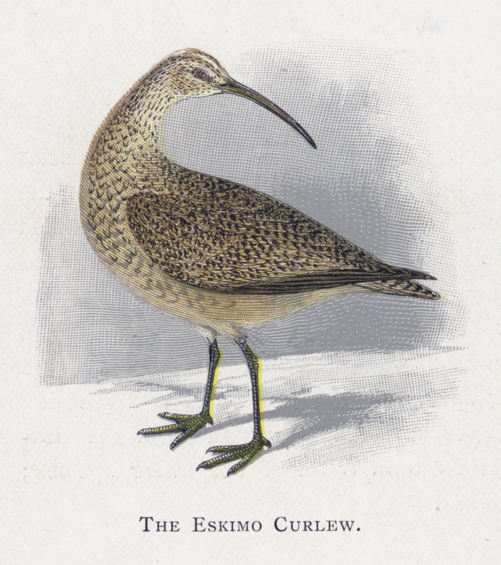 Eskymák Curlew od Alexander Francis Lydon