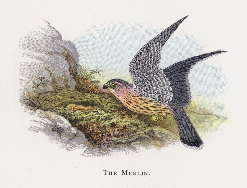 Merlin od Alexander Francis Lydon