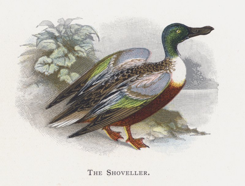 The Shoveller od Alexander Francis Lydon