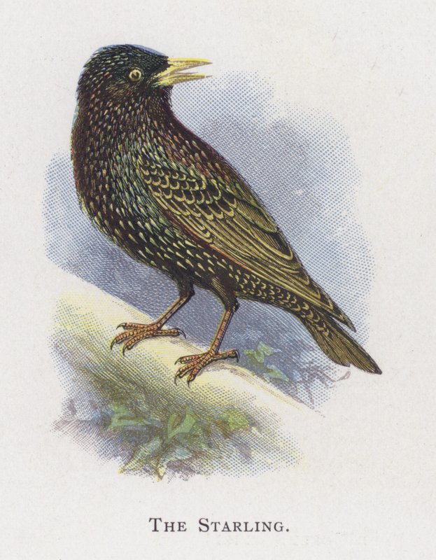 Starling od Alexander Francis Lydon