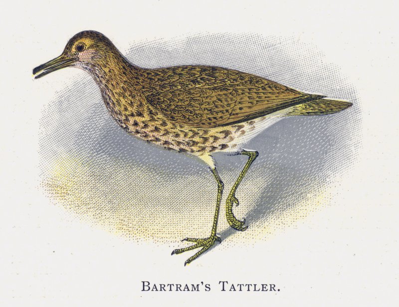 Batrams Tattler od Alexander Francis Lydon