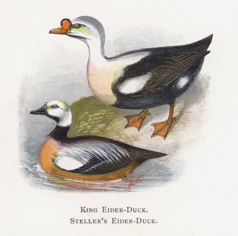 King Eider-Duck, Stellers Eider-Duck od Alexander Francis Lydon
