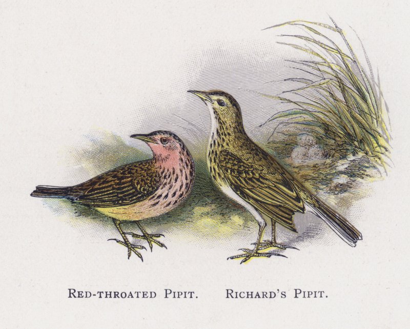 Pipit rudohrdlý, Pipit Richards od Alexander Francis Lydon