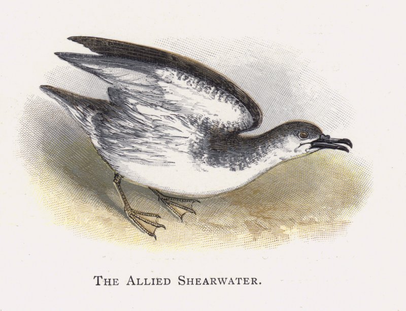 Spojenecká Shearwater od Alexander Francis Lydon