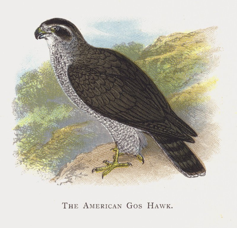 Američan Gos Hawk od Alexander Francis Lydon