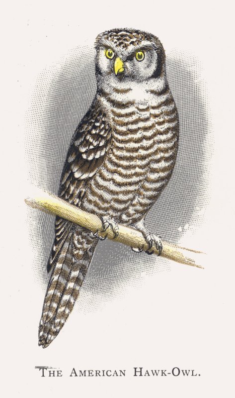 Americký Hawk-Owl od Alexander Francis Lydon