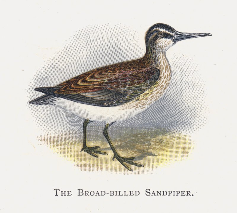 Sandpiper širokozobý od Alexander Francis Lydon