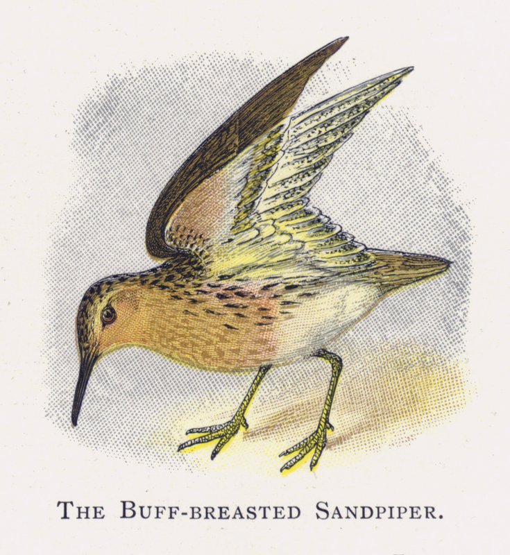 Buff-breasted Sandpiper od Alexander Francis Lydon