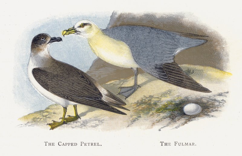 The Capped Petrel, The Fulmar od Alexander Francis Lydon